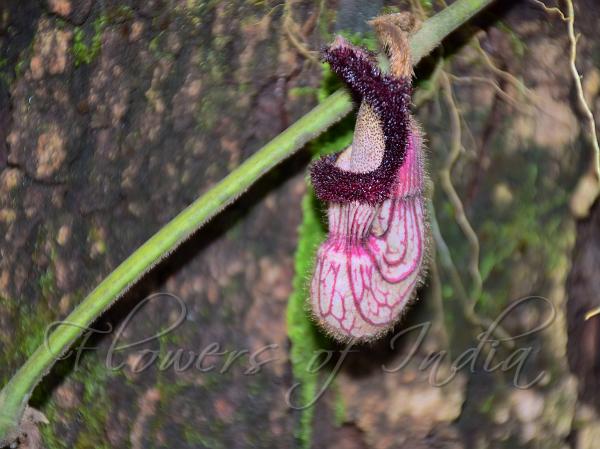 Pouch Birthwort